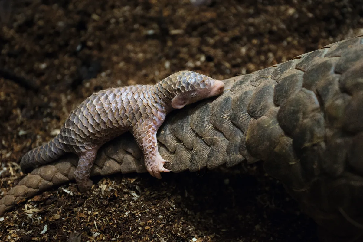 Pangolin mothers carry their babies on their tail until they are weaned. This Chinese pangolin is just two weeks old.