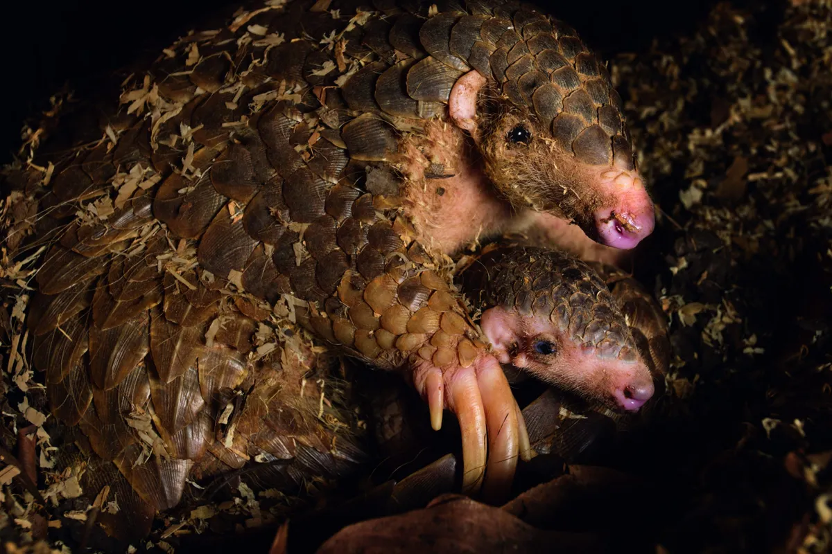 This Chinese pangolin, pictured with her baby, was rescued from poachers and is now part of Taipei Zoo's captive breeding program.
