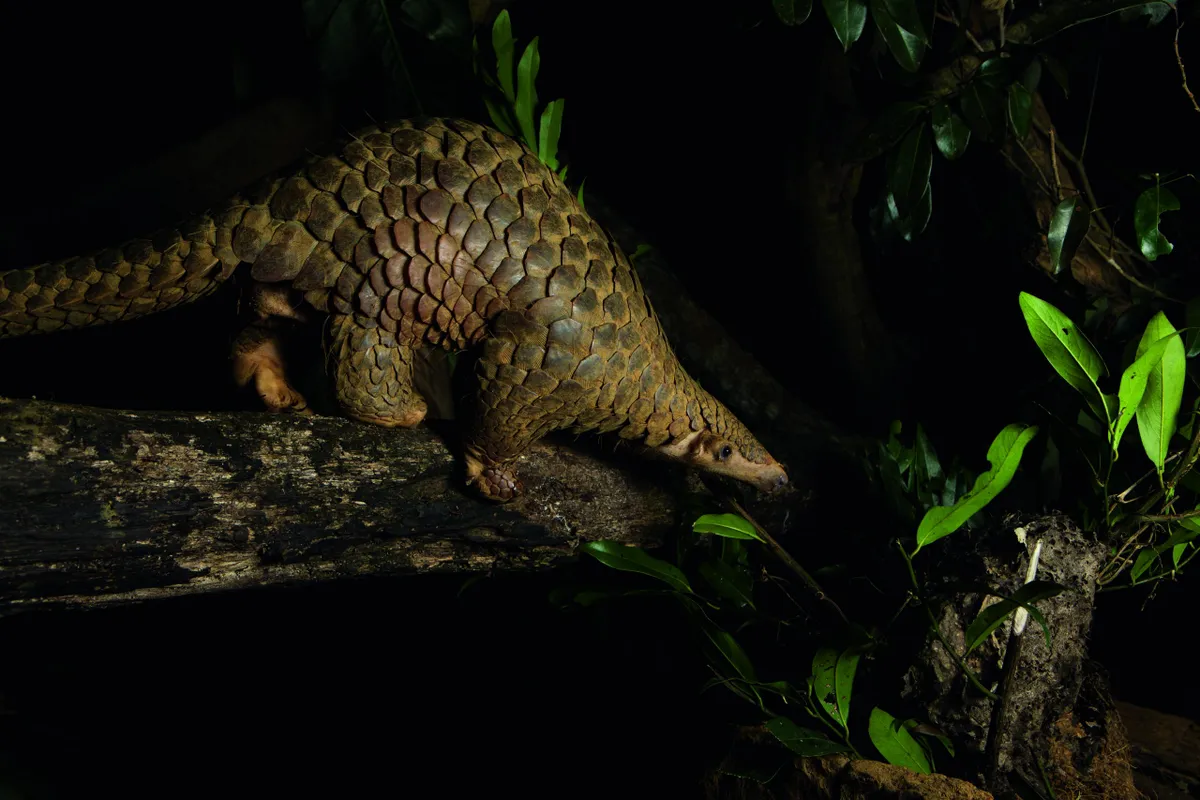 Pangolins are often called scaly anteaters because they fill a similar niche.