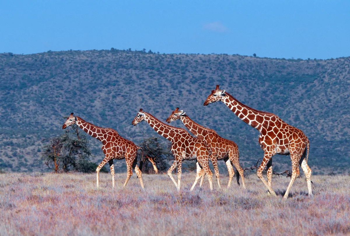 Reticulated giraffes walking across the savannah in Kenya