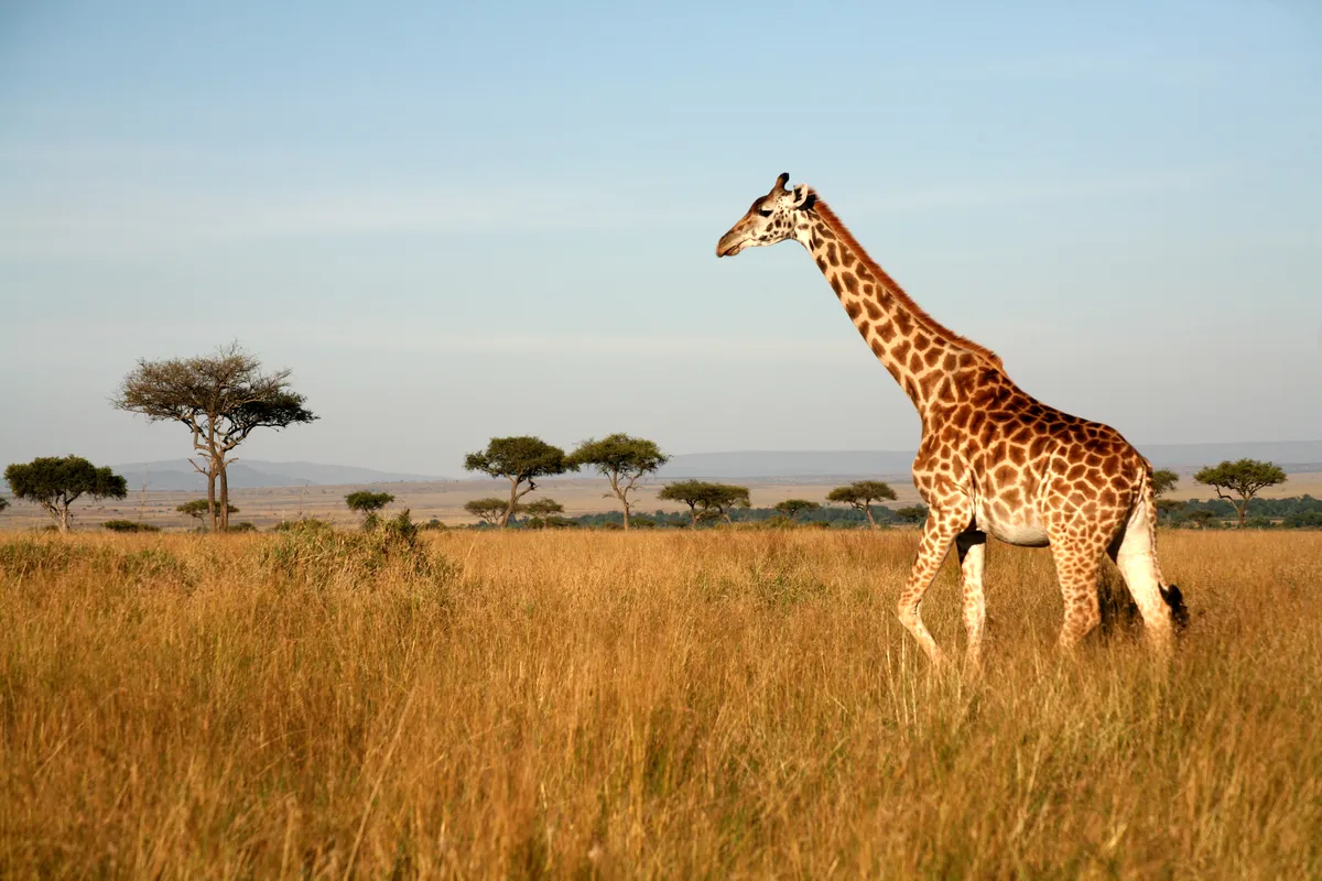 A giraffe walking on the plains in Kenya
