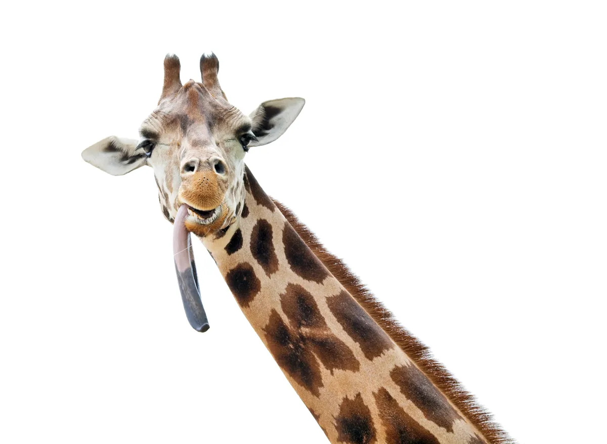 A giraffe sticking out its enormous tongue