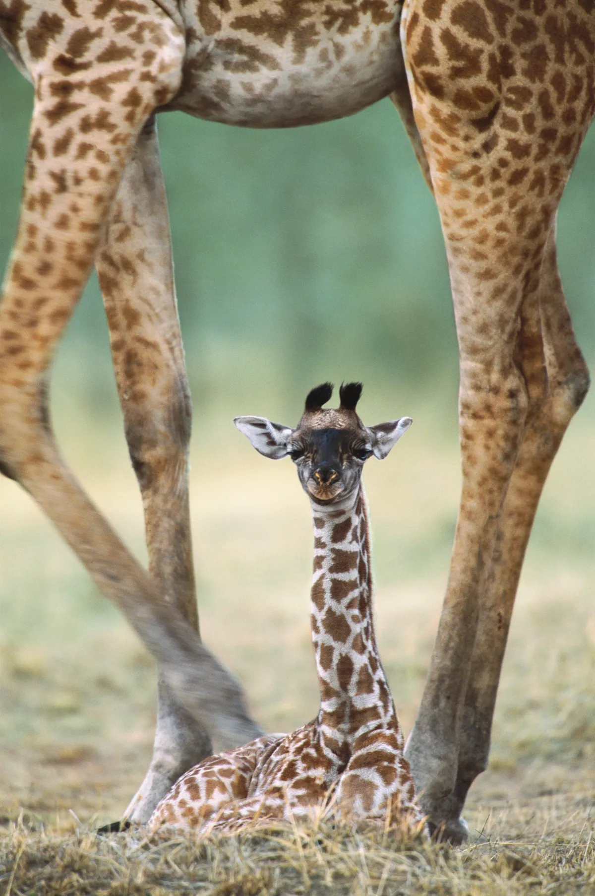 A newborn giraffe calf sitting beneath mother's legs, Masai Mara National Reserve, Kenya