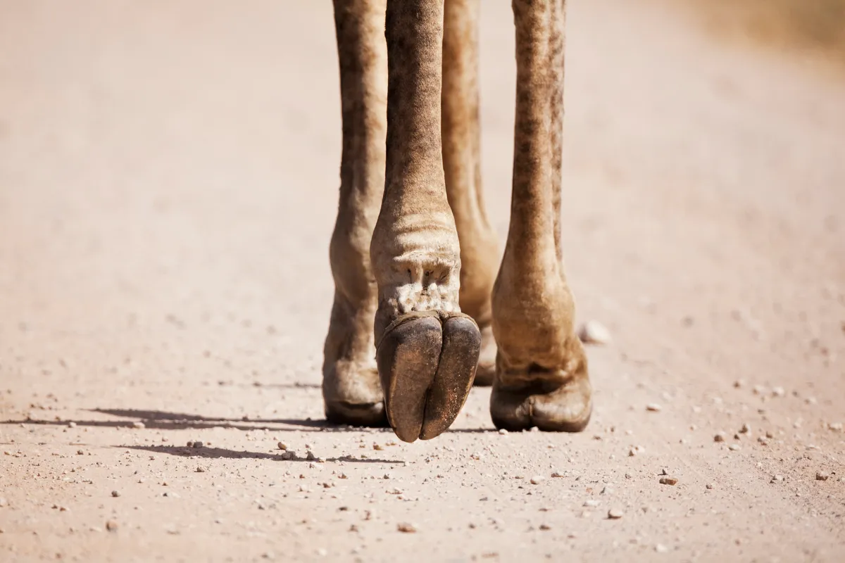 Giraffe (Giraffa camelopardalis) feet, Mpumalanga Province, South Africa