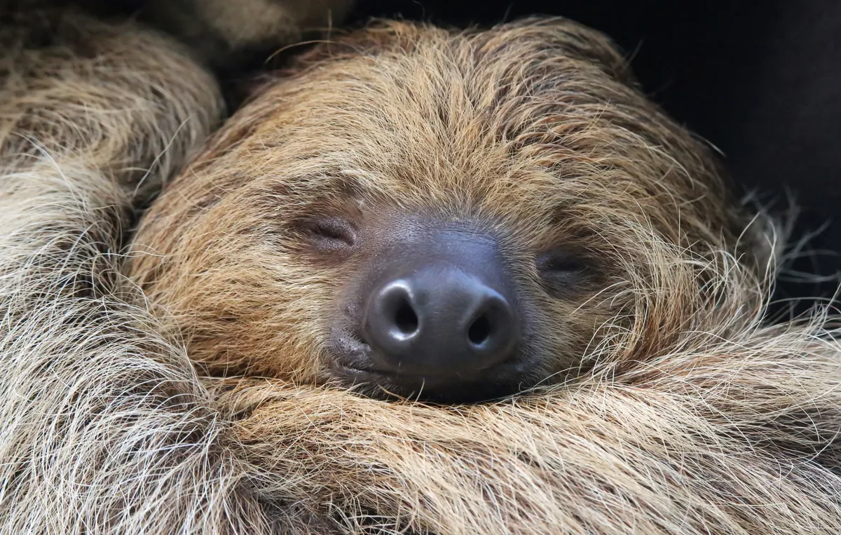 Close-up view of a two-toed sloth. © Tane Mahuta/Getty