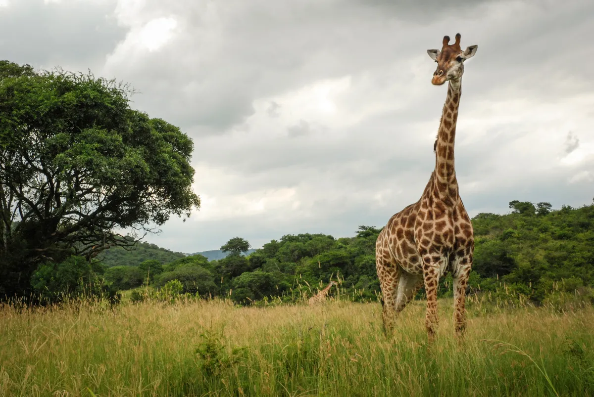 A giraffe at Hluhluwe-Imfolozi Game Reserve in South Africa.