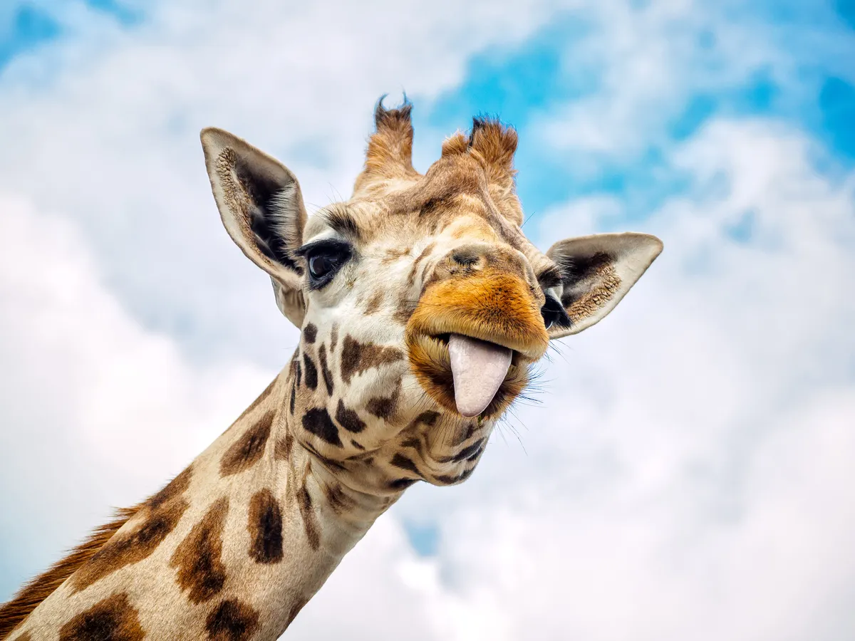 Funny giraffe sticking out its tongue