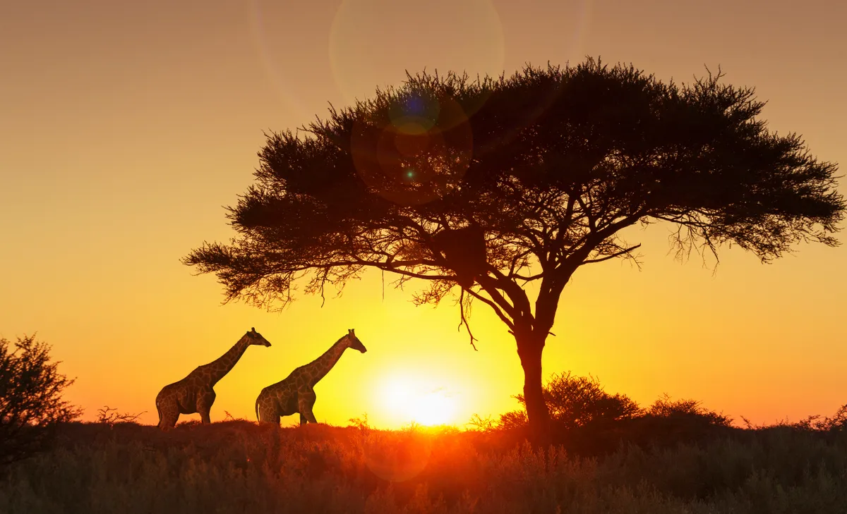 Giraffes under a tree, silhouetted against the sunset in Etosha National Park, Namibia