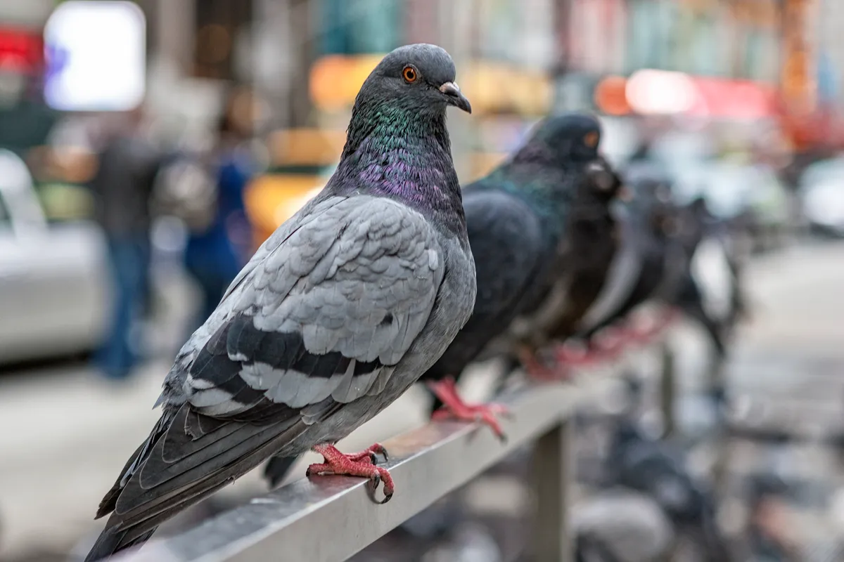 Feral pigeons in New York City