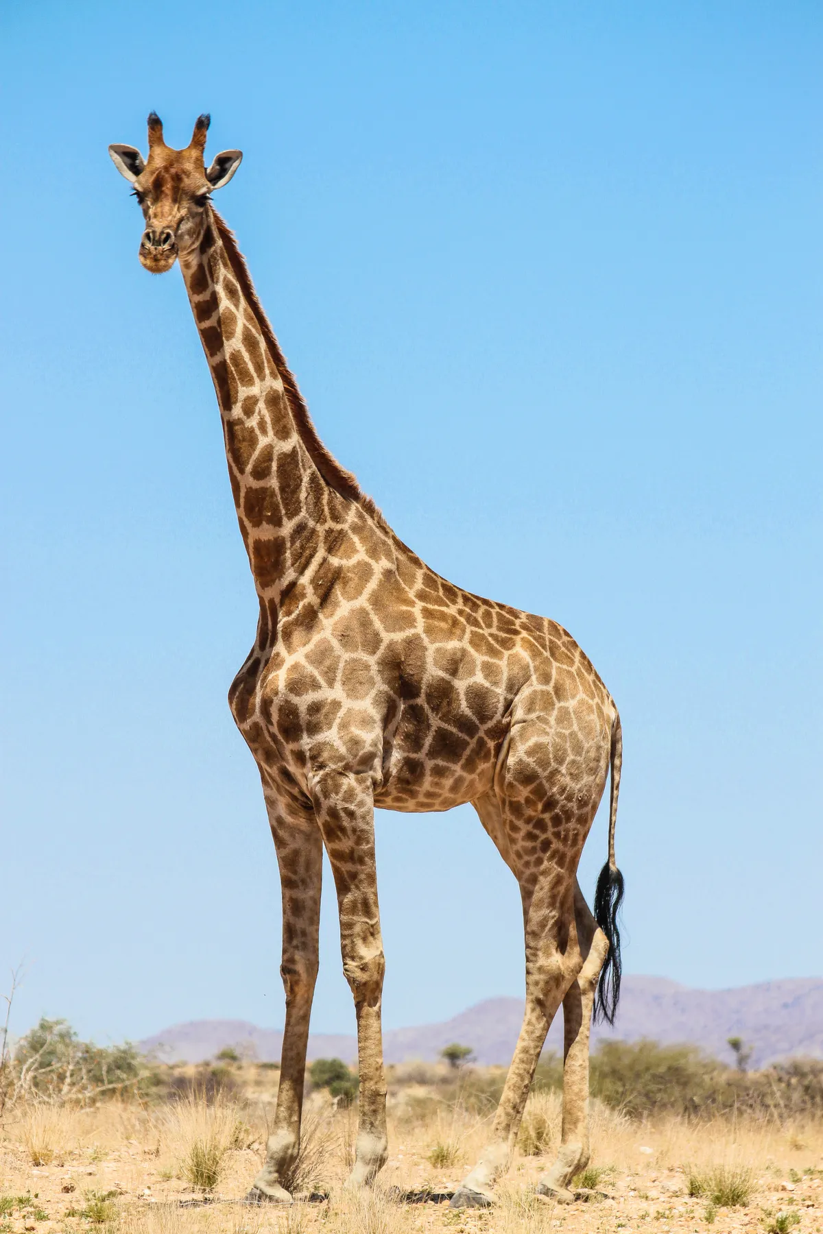 Full body giraffe portrait against a clear blue sky