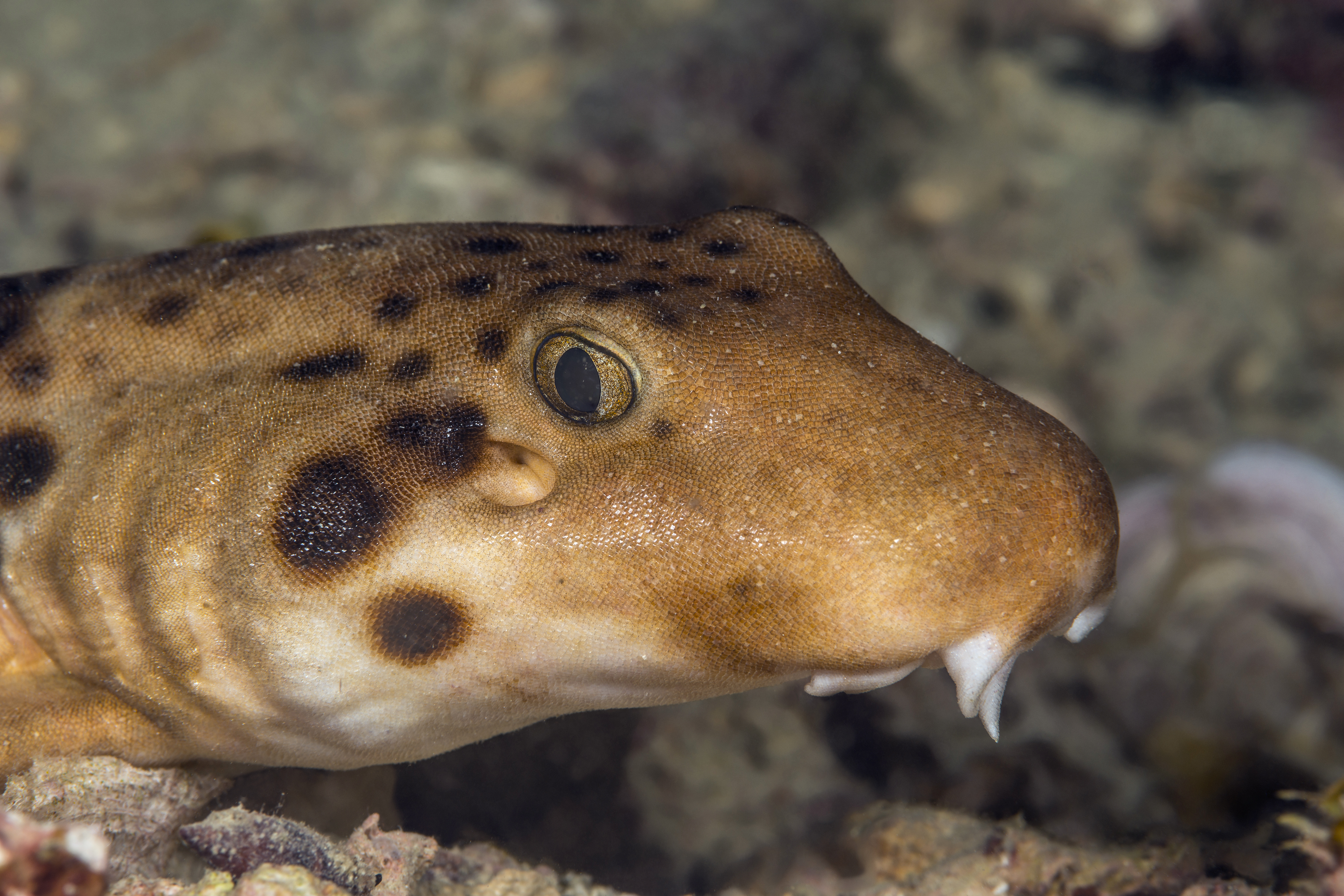 How do sharks manage to swallow without tongues? - Discover Wildlife