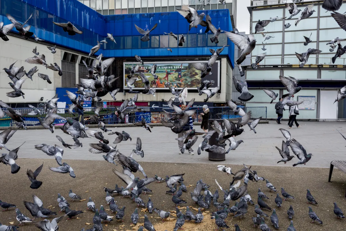 A flock of pigeons in front of Elephant and Castle shopping centre.