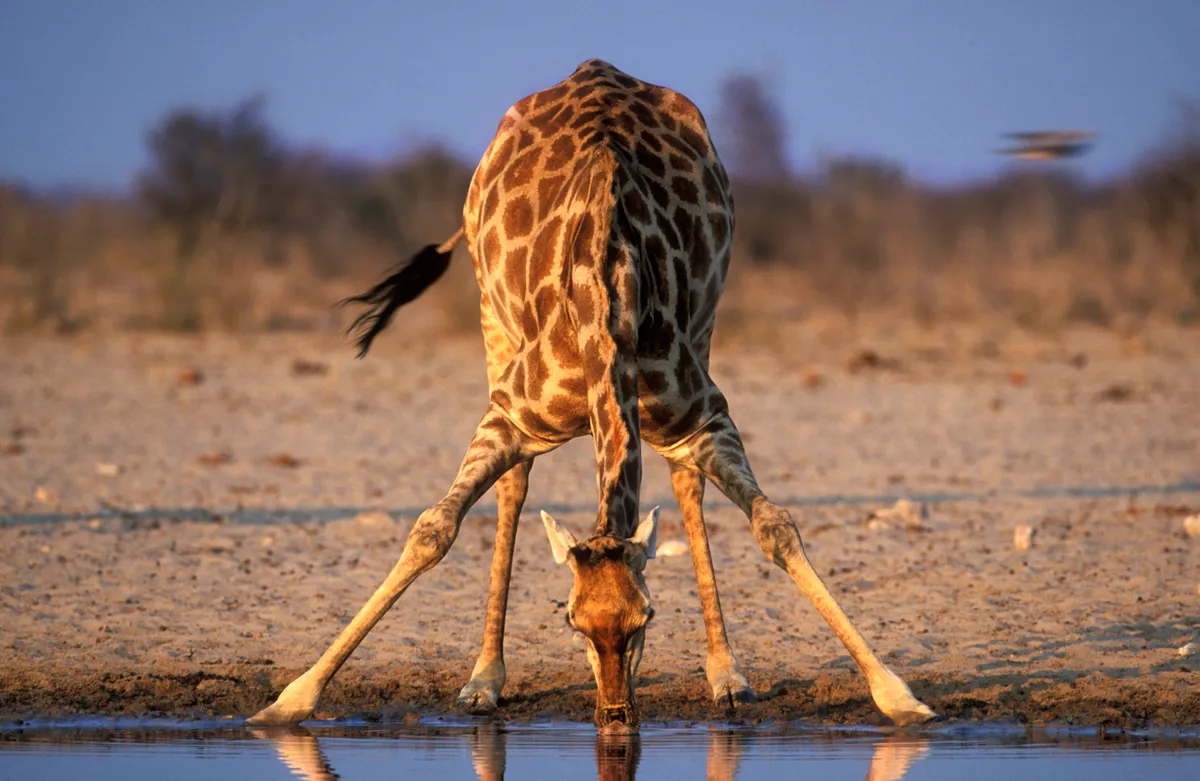 Giraffe drinking from a waterhole in Etosha National Park, Namibia
