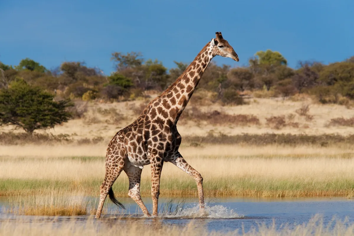 Giraffe (Giraffa camelopardalis), wading through seasonal water on pan, Etosha National Park, Namibia, Africa