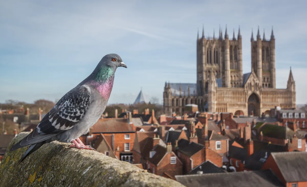 Feral pigeon in front of Lincoln Cathedral