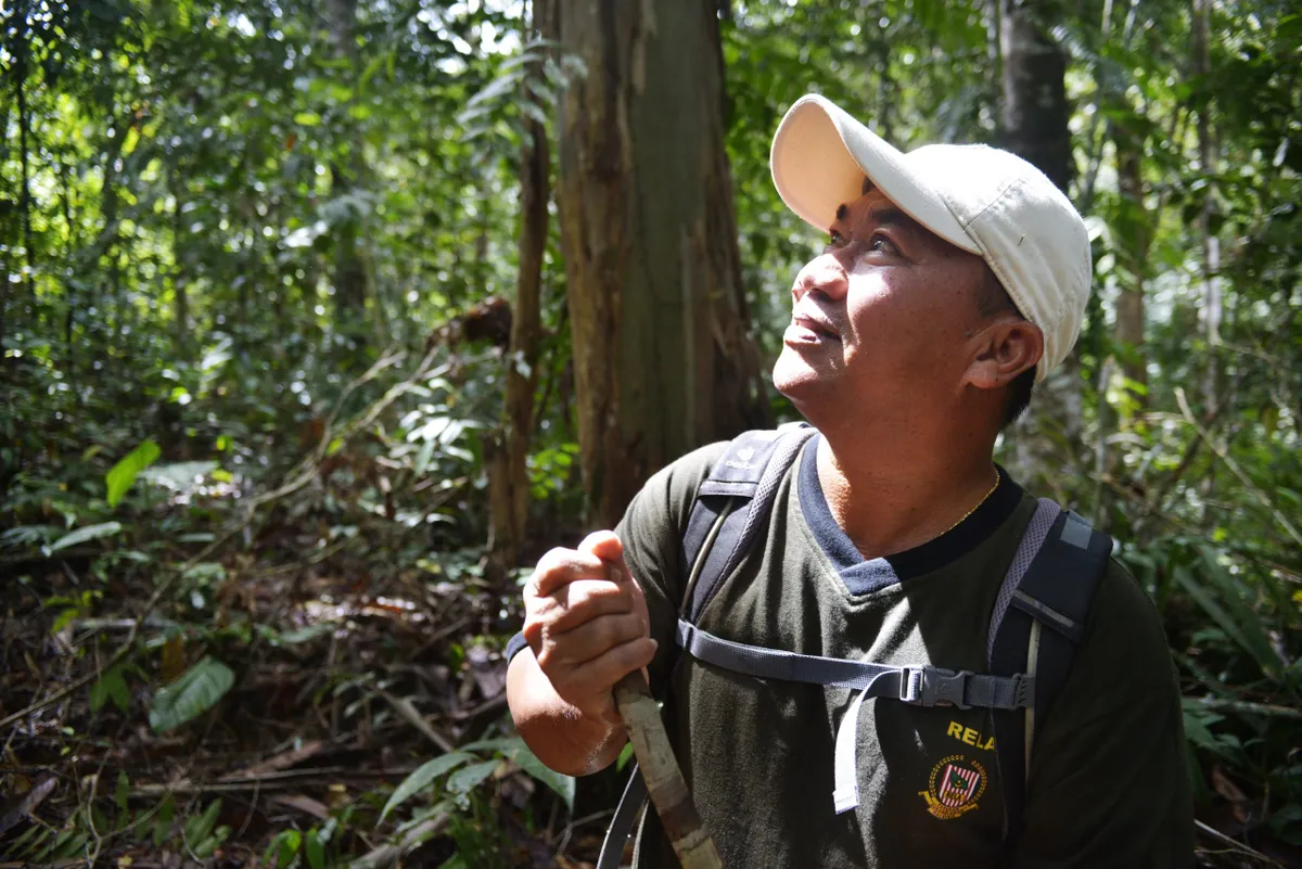 Iaban guide Bayang anak Penguang knows the orangutans and trails of Batang Ai National Park intimately. © Mark Eveleigh