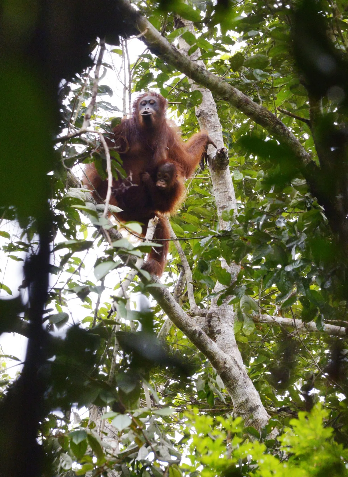 A baby orangutan clings tightly to its mother in the canopy near Nanga Sumpa longhouse. © Mark Eveleigh