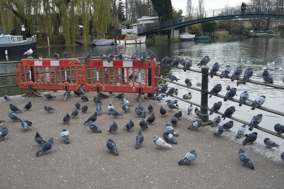 Pigeons by the River Thames.
