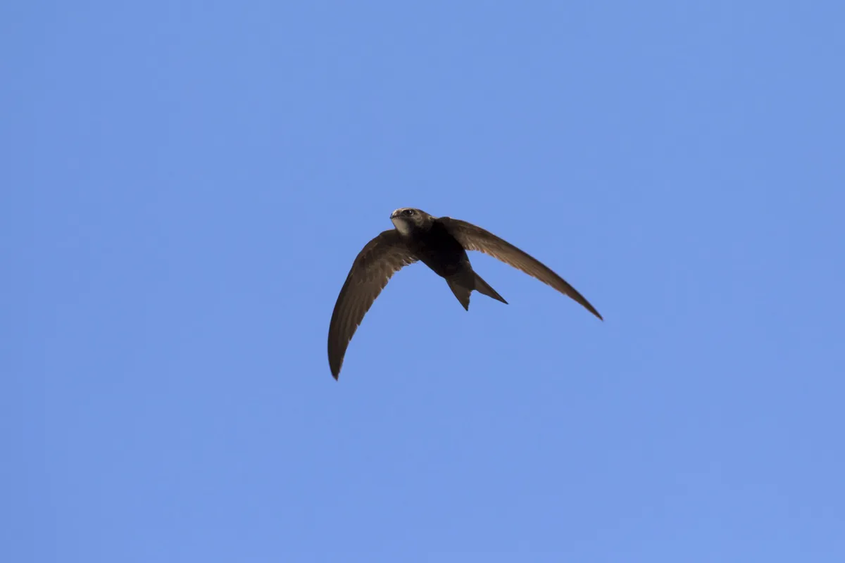Common swift in flight. © Arterra/Universal Images Group/Getty