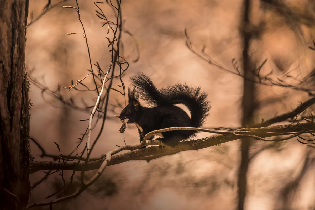 The Calabrian black squirrel © A.Cambone & R.Isotti/Homo ambiens