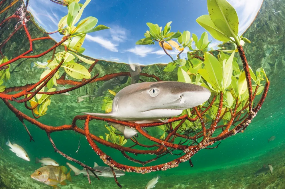 Mangroves provide plenty of shelter for young lemon sharks. Their slow growth means they spend their first years of life as potential prey for a multitude of other species © Shane Gross
