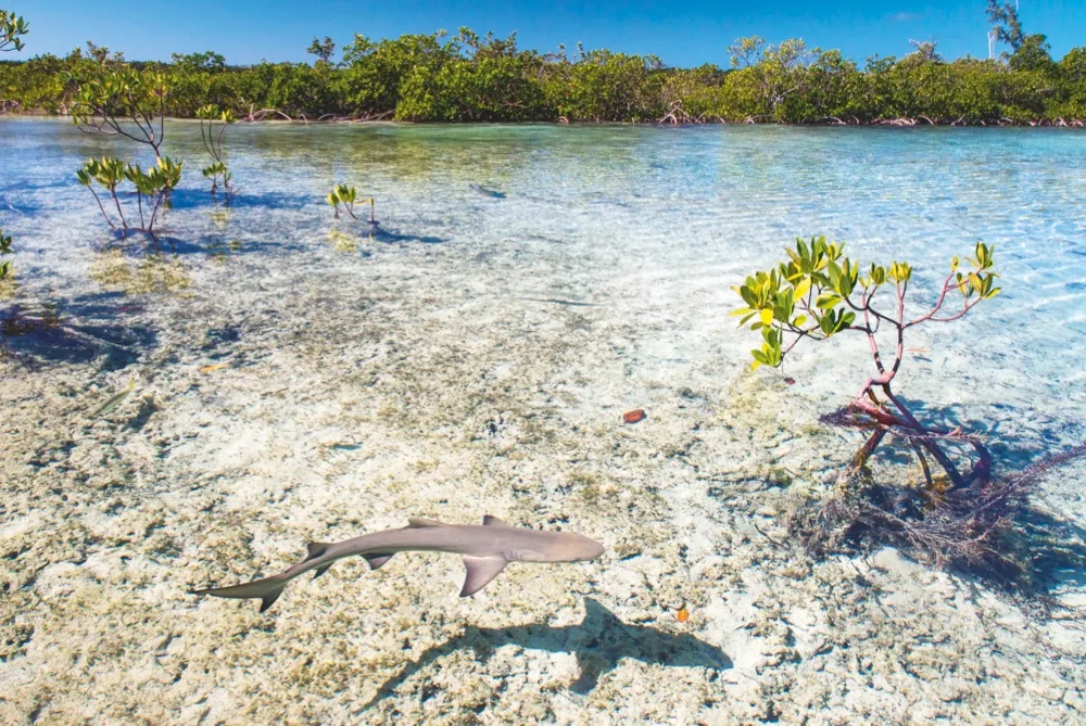 Mangrove shallows are ideal spots for young lemon sharks to learn to hunt © Shane Gross