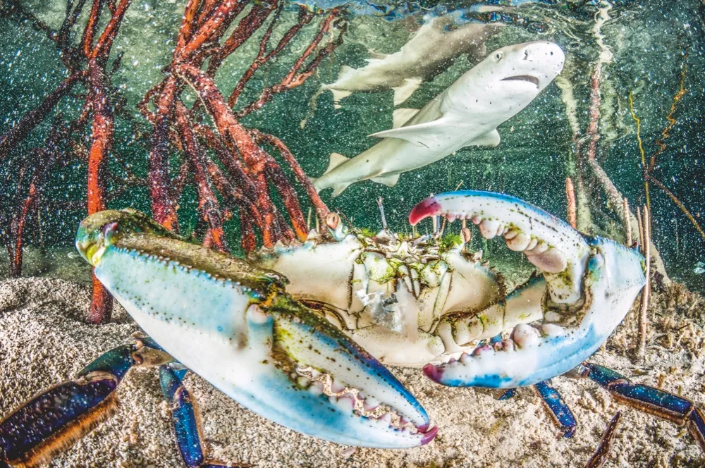 The mangroves were lemon sharks live are home to many other species, including the Bahamas blue crab © Shane Gross