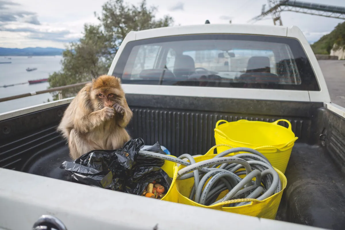 A Barbary macaque seizes an opportunity for a quick bite. © Arnold Monteith