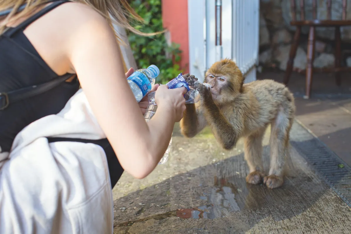 The hand-feeding of macaques is illegal but still happens frequently. © Arnold Monteith