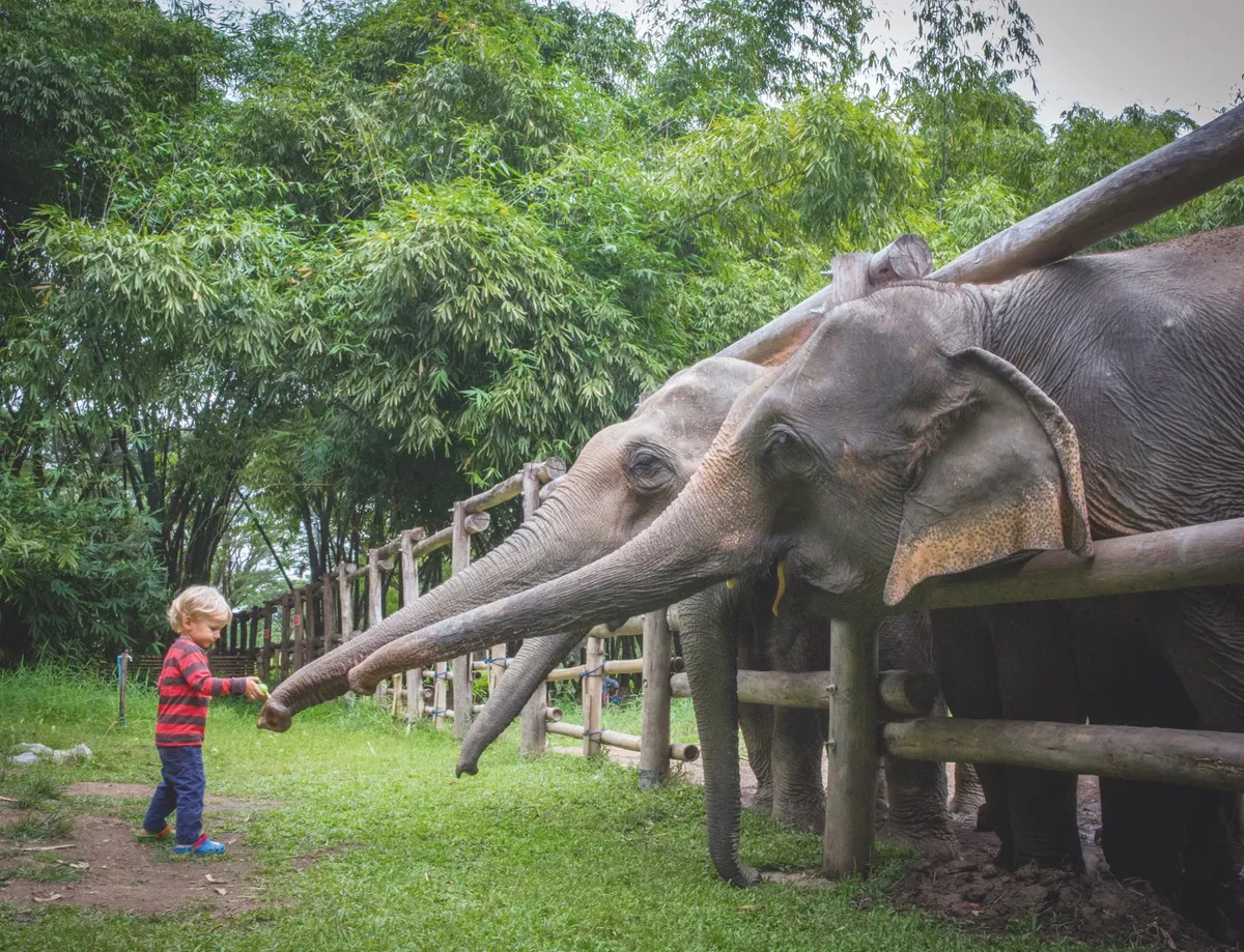 Elephant Valley tries to keep human interaction to a minimum but some hand feeding is allowed. © Abi Campbell