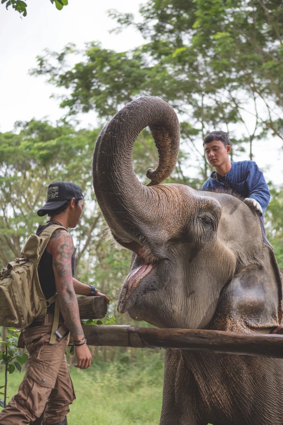Vets check the health of a resident. They are the only people allowed to sit on the sanctuary's elephants. © Abi Campbell
