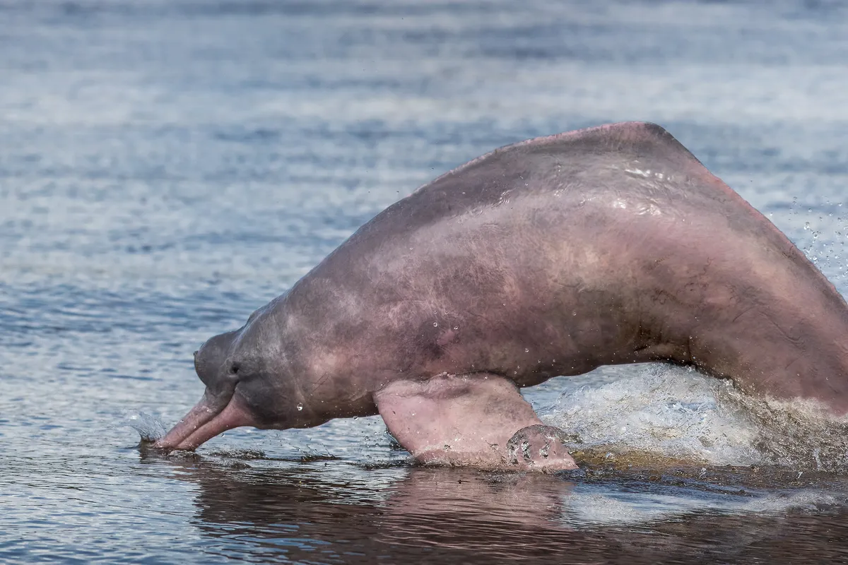 The Amazon river dolphin is found throughout the Amazon and Orinoco river basins. © Cesar David Martinez/Avaaz