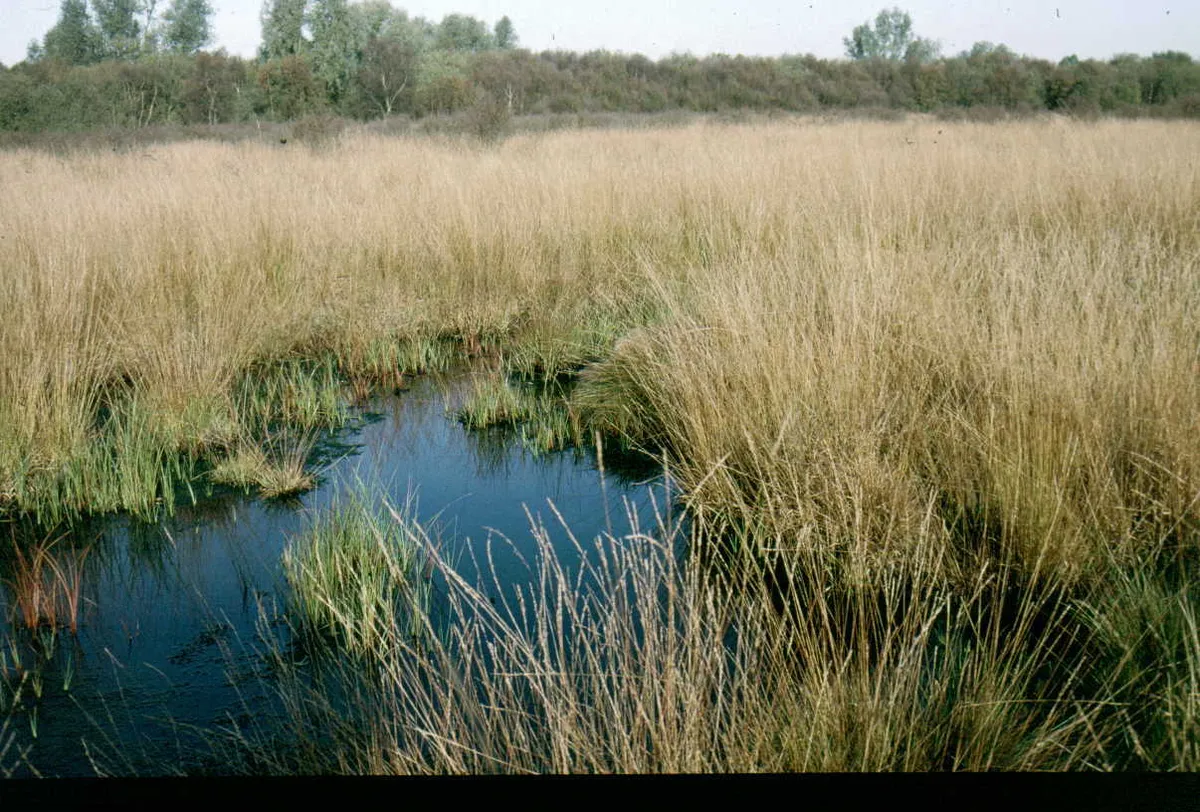 Holcroft Moss Nature Reserve, where the spider was found © Cheshire Wildlife Trust