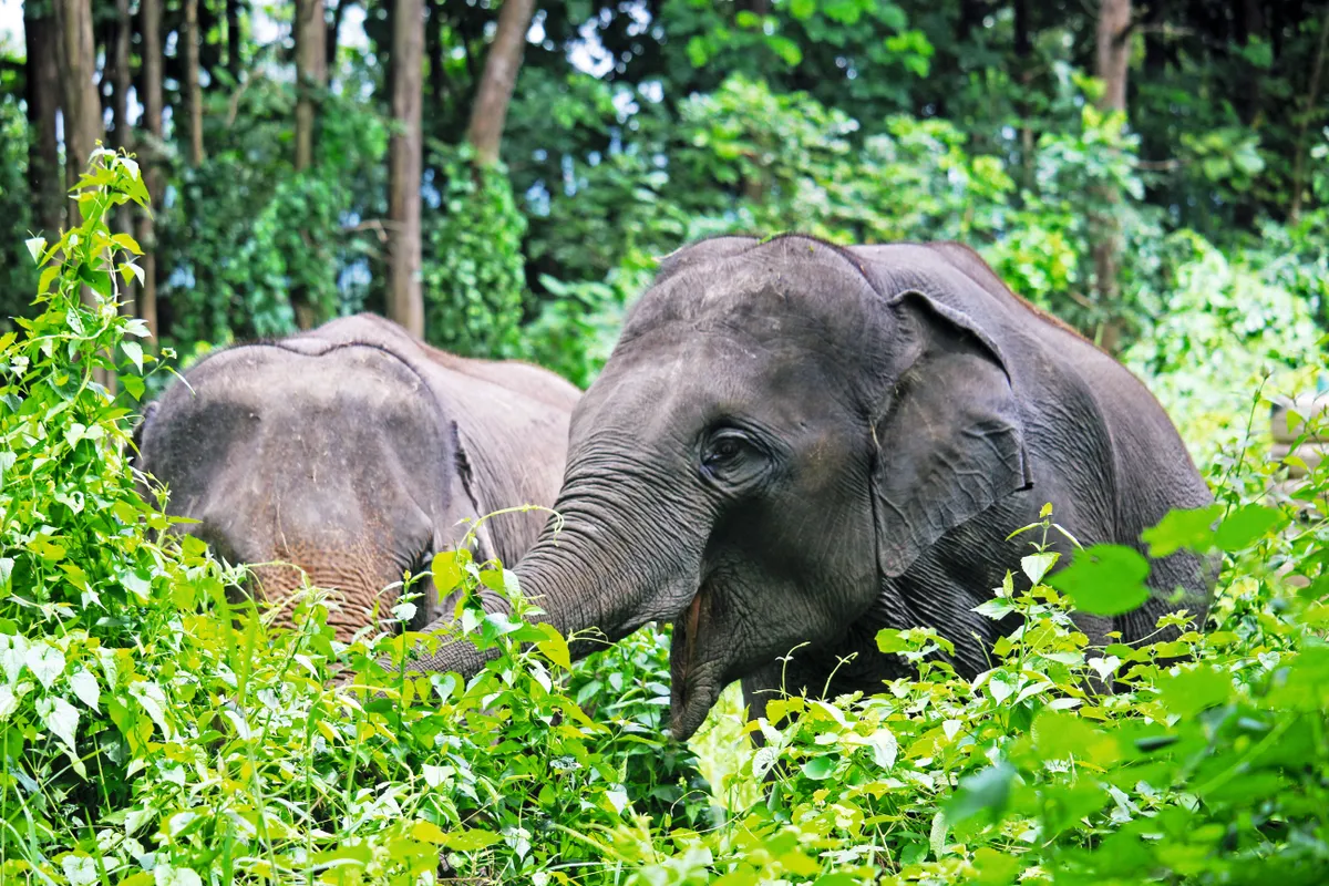Ex-captive elephants in Thailand are being given a new start. © Elephant Valley