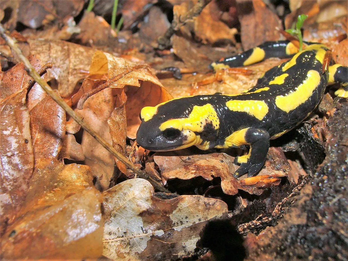 Fire salamanders in one monitored population have declined by 99 per cent due to the Bsal infection © B. Tapley / ZSL