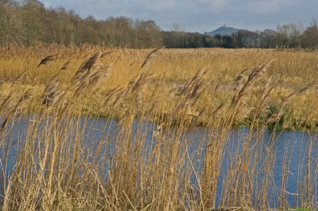 Ham Wall RSPB reserve, Somerset Levels, showing area of open water and reed, Glastonbury Tor can be seen in the background