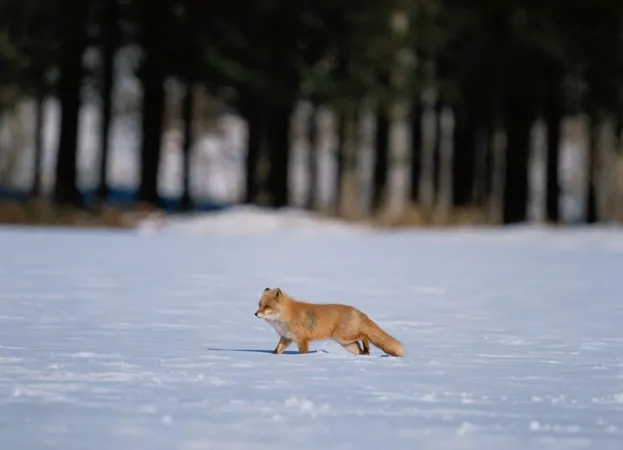 Red fox subspecies in Hokkaido © Aso Fujita / amanaiimagesRF / Getty