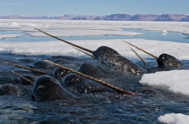 Aerials of narwhal in a place where there is no hunting. The whales are pushing under the ice to feed on cod. They come up in seal holes and rotten ice in order to catch a breath.