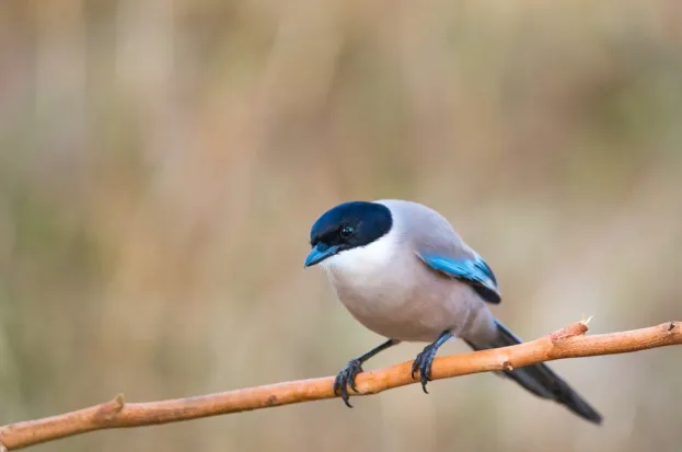 Azure-winged Magpie or Cyanopica cyanus with copy space for text