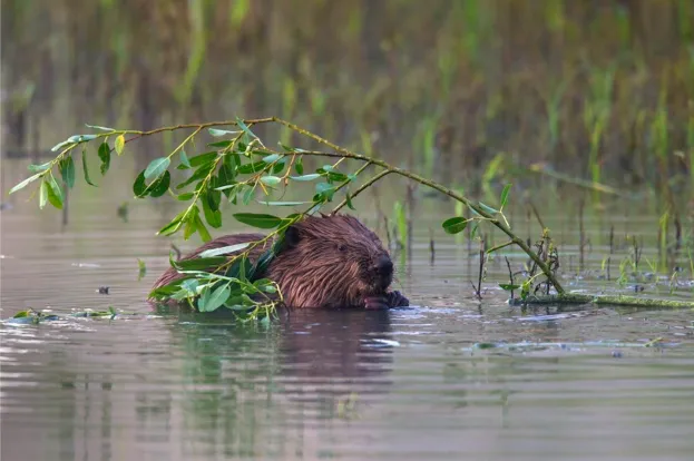 Eurasian beaver / European beaver (Castor fiber) in pond nibbling on willow leaves