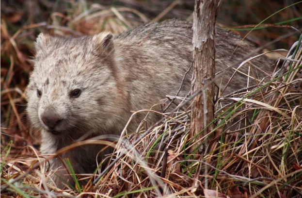 AUSTRALIA, Tasmania, Maria Island National Park Common wombat YEAR: 2007 No model or property releases