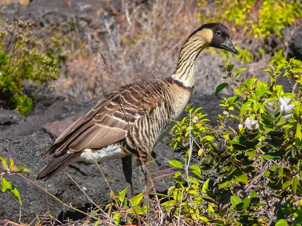The nene (Branta sandvicensis), also known as nēnē and Hawaiian goose, is a species of goose endemic to the Hawaiian Islands. The official bird of the state of Hawaiʻi, the nene is exclusively found in the wild on the islands of Oahu, Maui, Kauaʻi, Molokai, and Hawaiʻi.