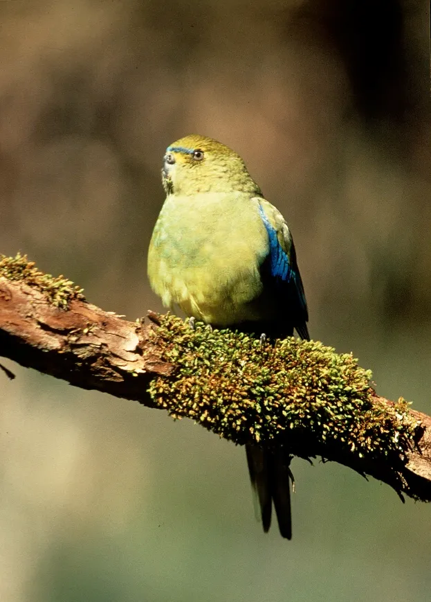 The rare and endangered Orange-Bellied Parrot ( Neophema chrysogaster ) Migrates across Bass Strait between Tasmania and Southeast Australia.