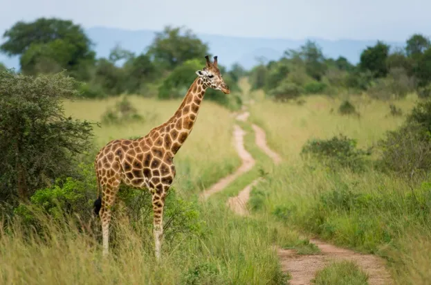 Rothschild's giraffe (Giraffa camelopardus rothschildi), Murchison Falls National Park, Uganda