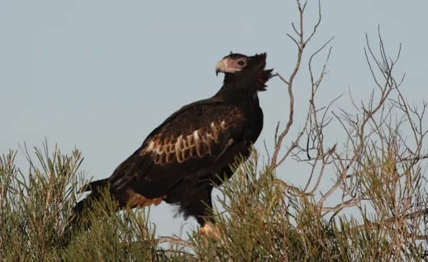 Wedge-tailed eagle (Aquila audax), Australias largeset bird of prey, 105 cm long, wingspan to 230 cm. Peron Peninsula, Western Australia