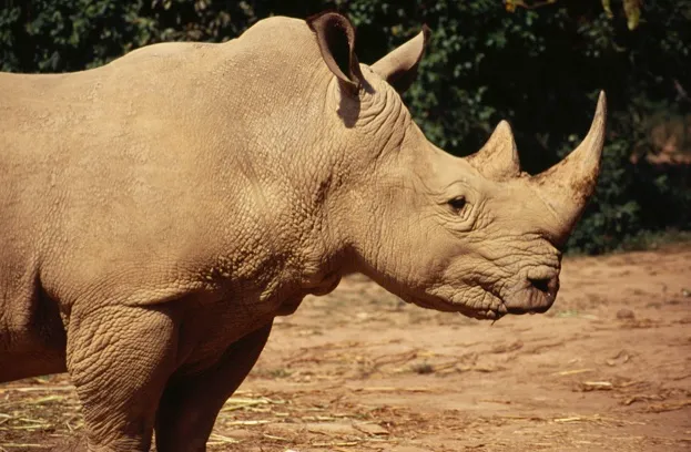 UGANDA, Entebbe Wildlife Park White Rhino ©Nic I Anson / Eye Ubiquitous
