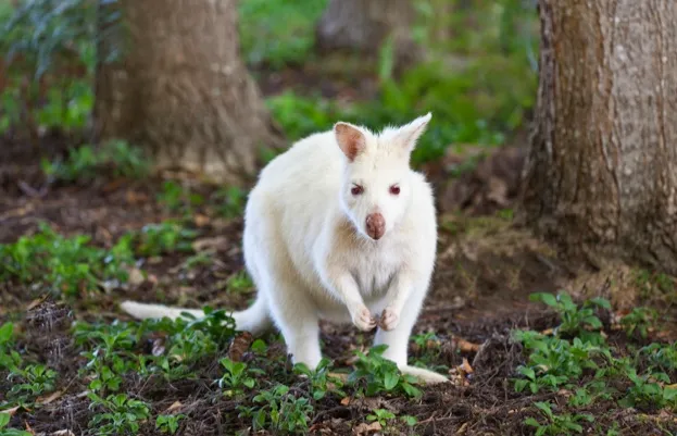 White albino wallaby, Bruny Island, Tasmania, Australia