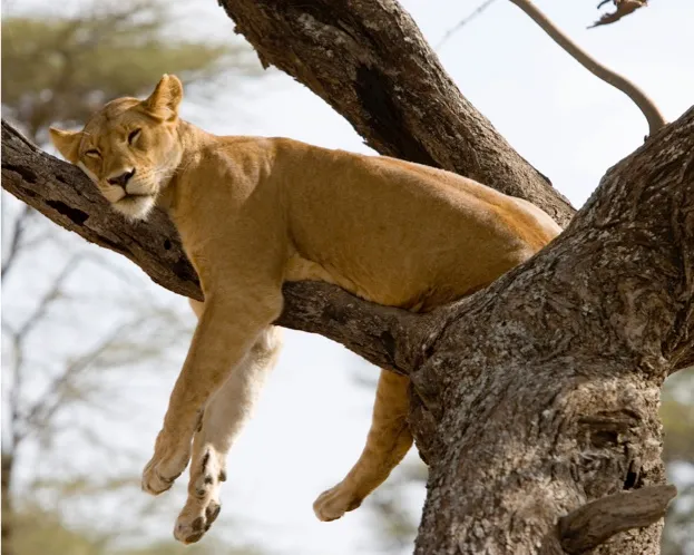 Lioness sleeping in tree, Panthera leo. Ndutu Conservation Area, Tanzania