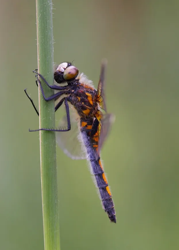 The fourth record of a large white-faced darter in the UK © Christophe Brochard