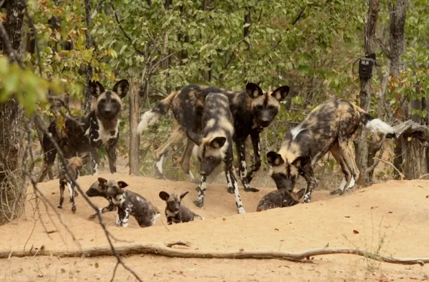 Adult20wild20dogs20with20pups20in20Zimbabwe20-20credit2027ZSL_Rosemary20Groom27_623-04dda9c